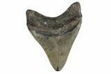 Fossil Megalodon Tooth - North Carolina #377968-1